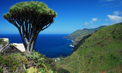 LaPalma_DragoCostaNorte_SaúlSantos-1